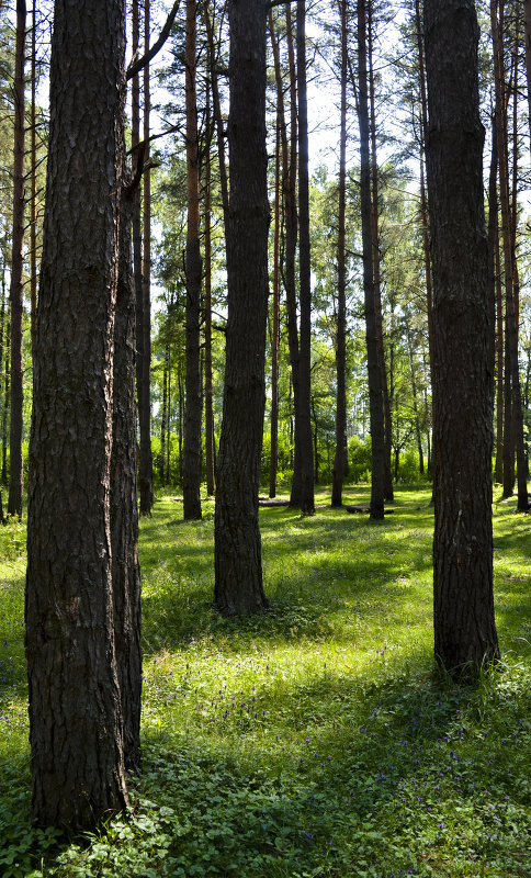 День в лесу - Дмитрий Кошелев