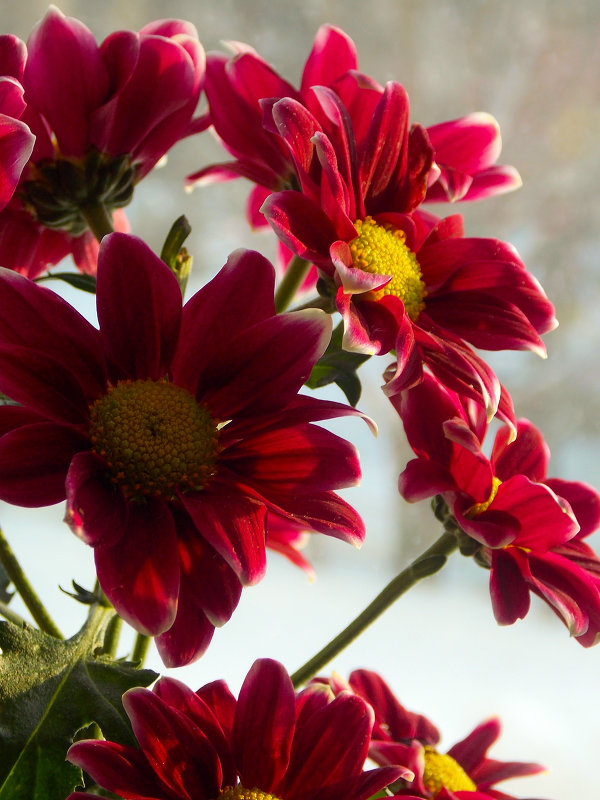 Зимние цветы в Татьянин день - Татьяна 