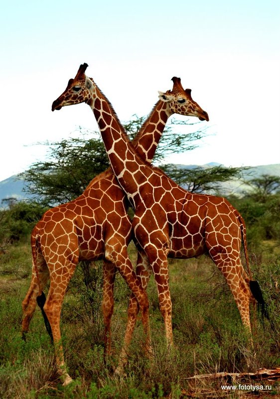 Жирафы. - fototysa _
