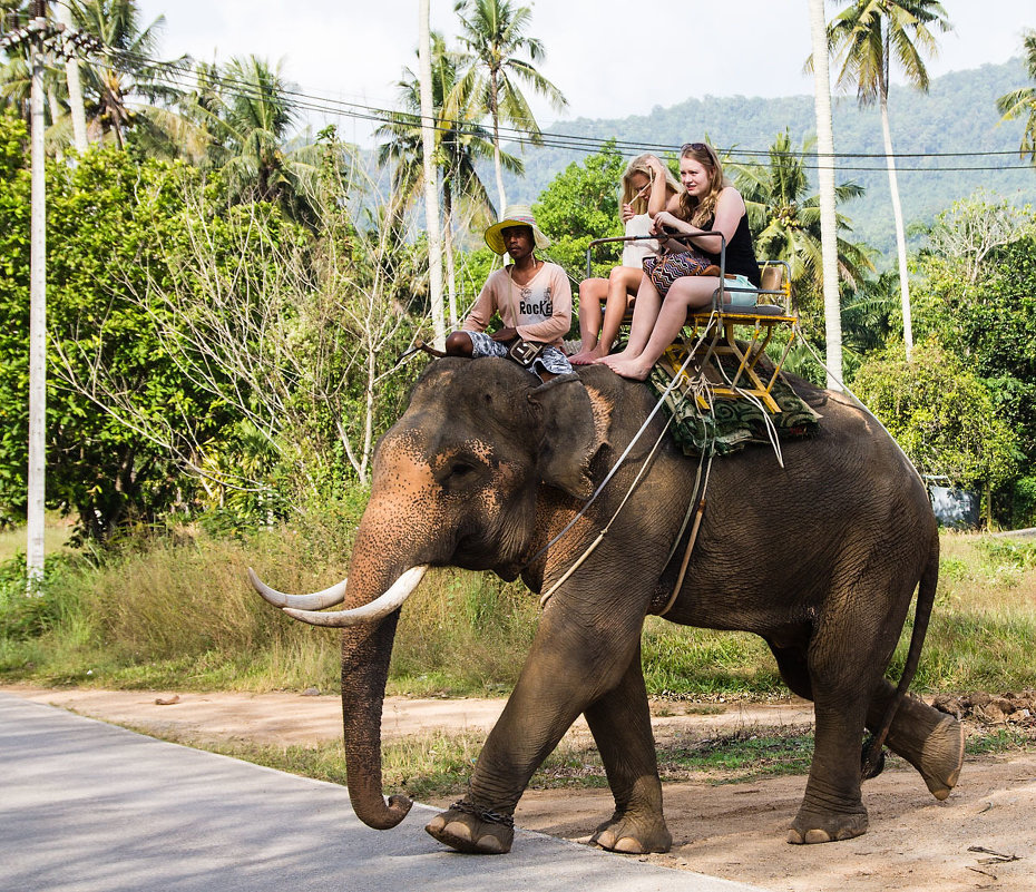 Таиланд, катание на слонах - Татьяна Бральнина