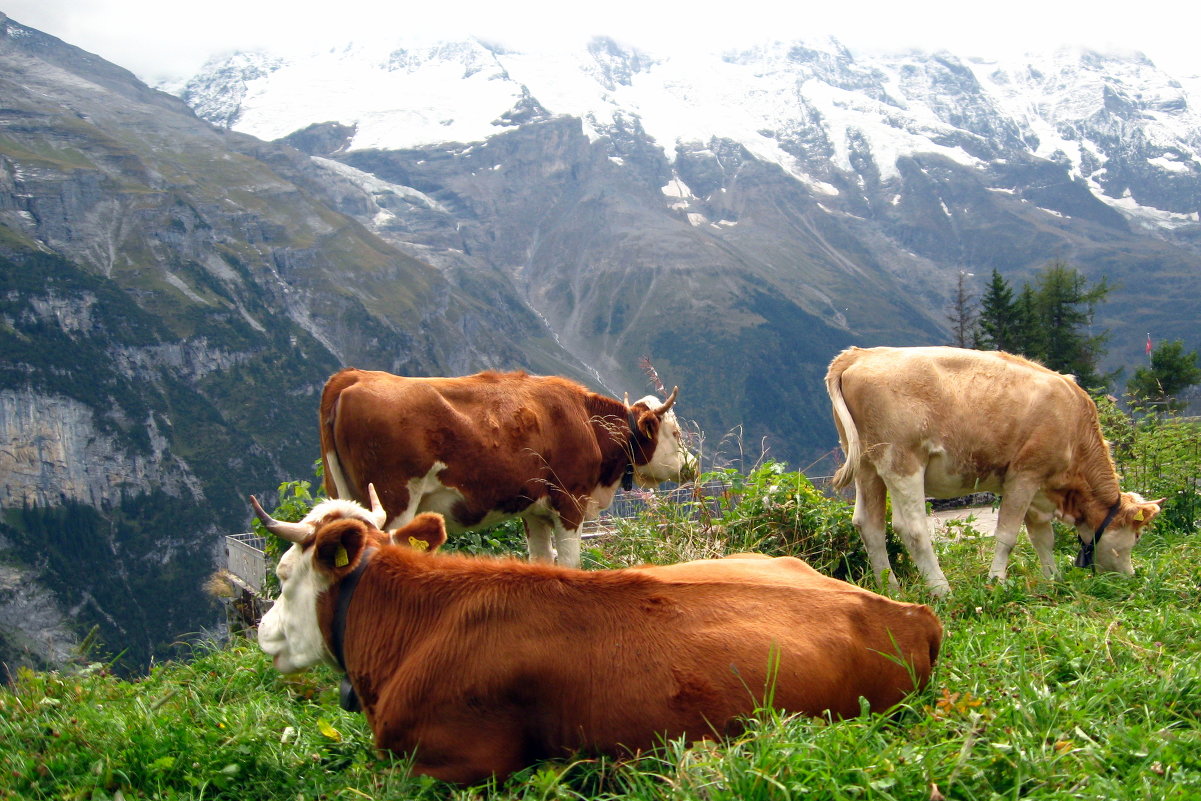 счастливые альпийские коровы - Марина Кирякова