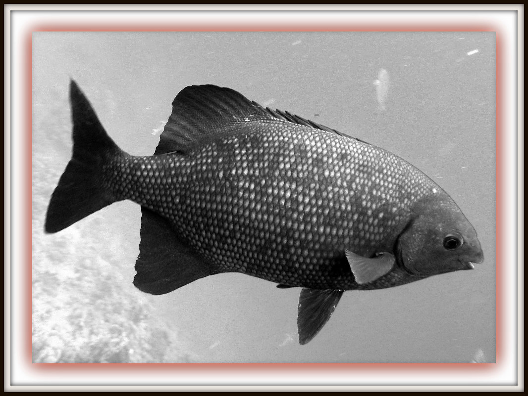 Рыба 24 - PERDOFF 