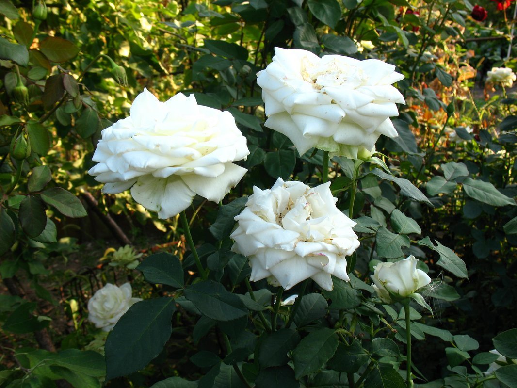 белые розы - Елена Лапина