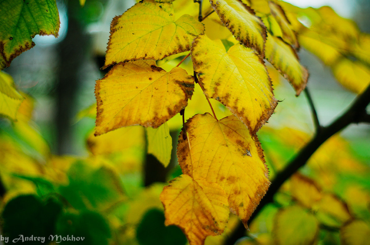 Желтые листья - Андрей Мохов