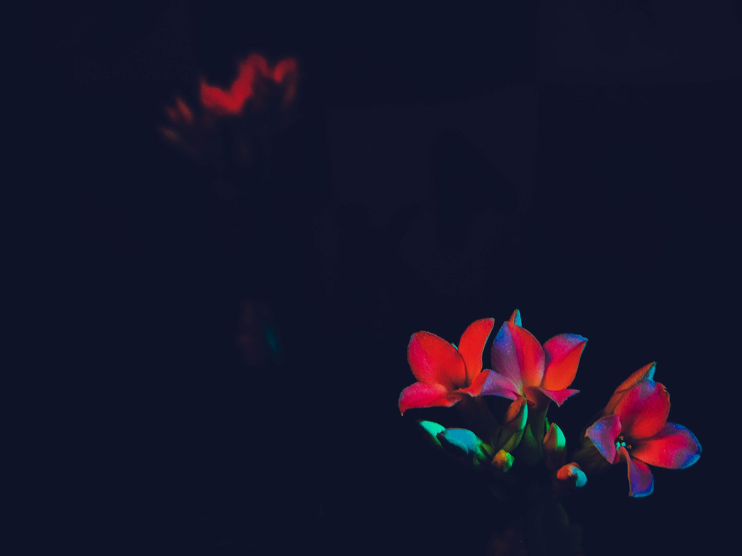 ночной цветок - Алексей Гладышев