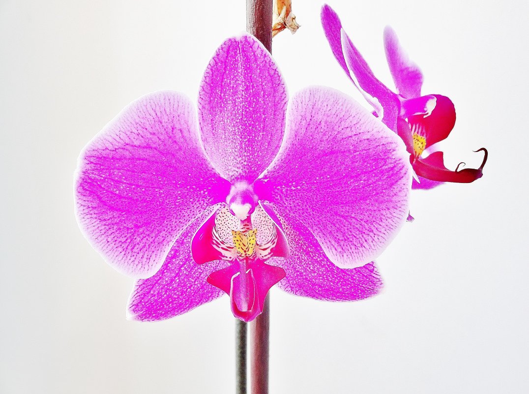 Орхидея - неля ибрагимова