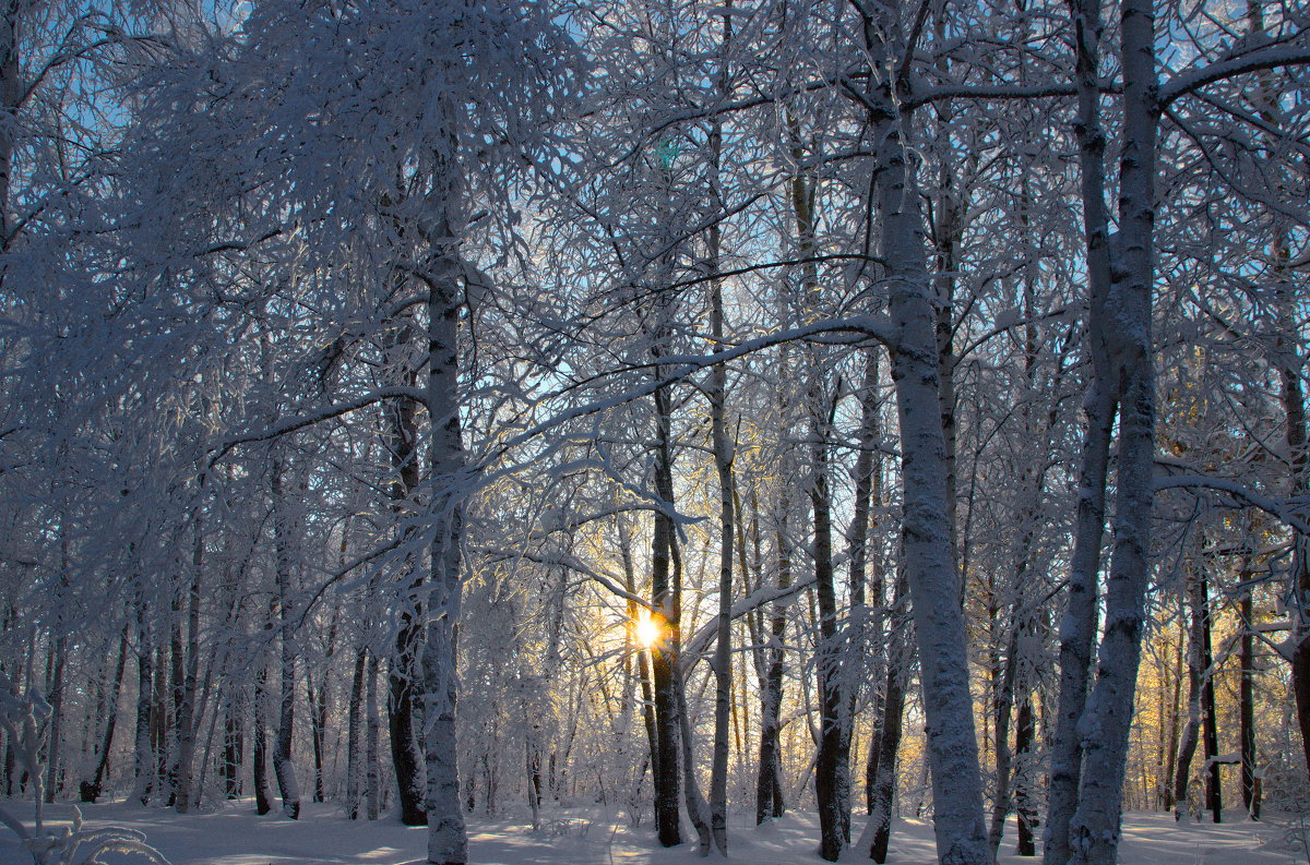 Зимний лес. - Николай 