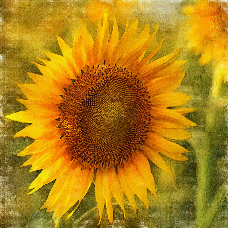 Sunflower - Владимир Лис