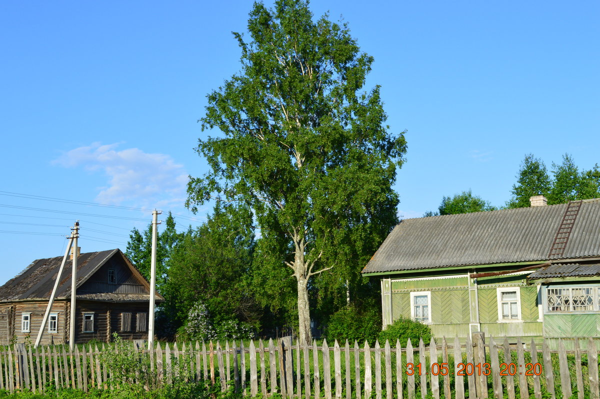 Красавица береза - Сергей 