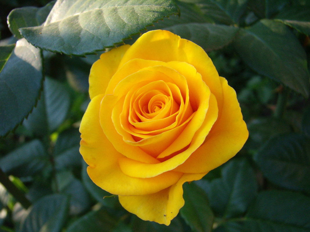 Жёлтая роза - эмблема печали... - Olga Volkova