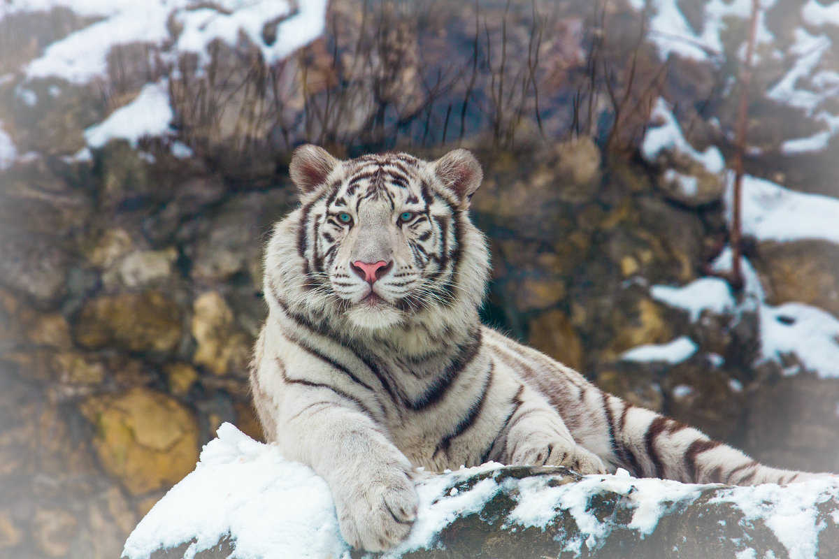 Красавец белый тигр - Дмитрий Сушкин