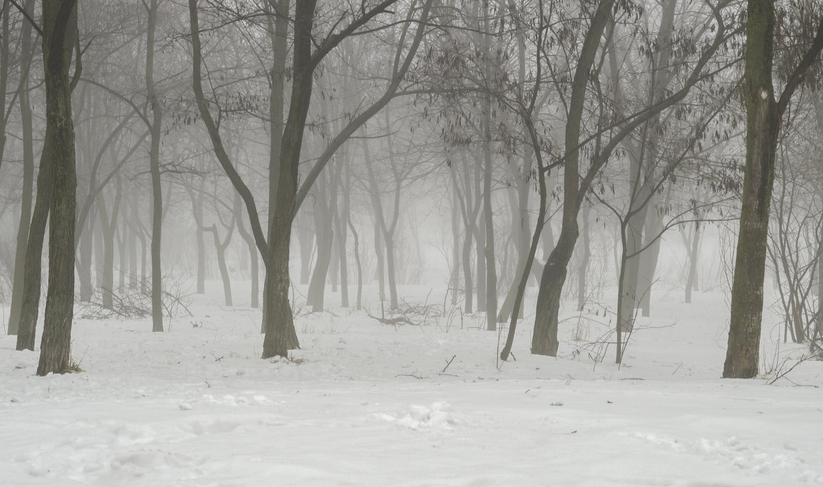 Туман который сьест снег за сутки - Александр Кузин
