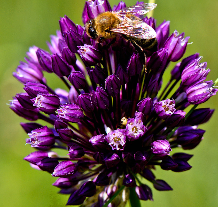 Цветок и пчелка - Татьяна 