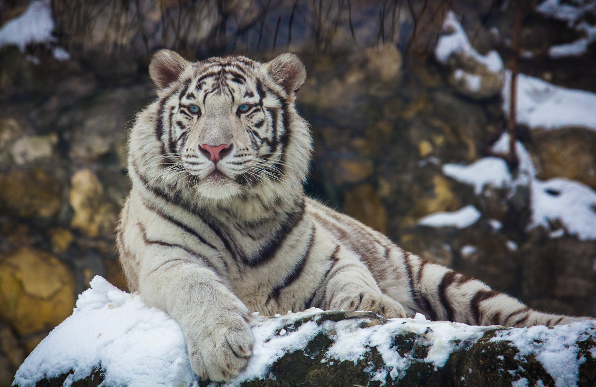 Зоопарк..Белый тигр - Дмитрий Сушкин