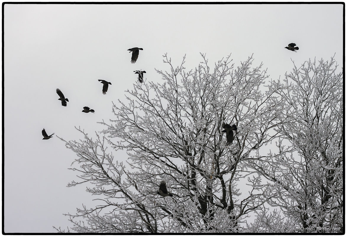 В белой мгле силуэт чёрной птицы........... - Юрий Клишин