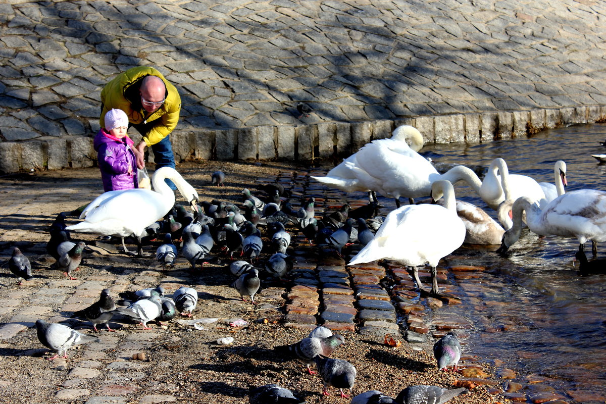 Папа с дочуркой кормят лебедей в Праге. - Александра Султанкина