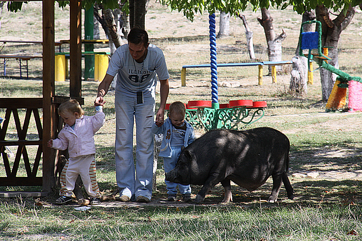 Свинья и дети - Владимир 