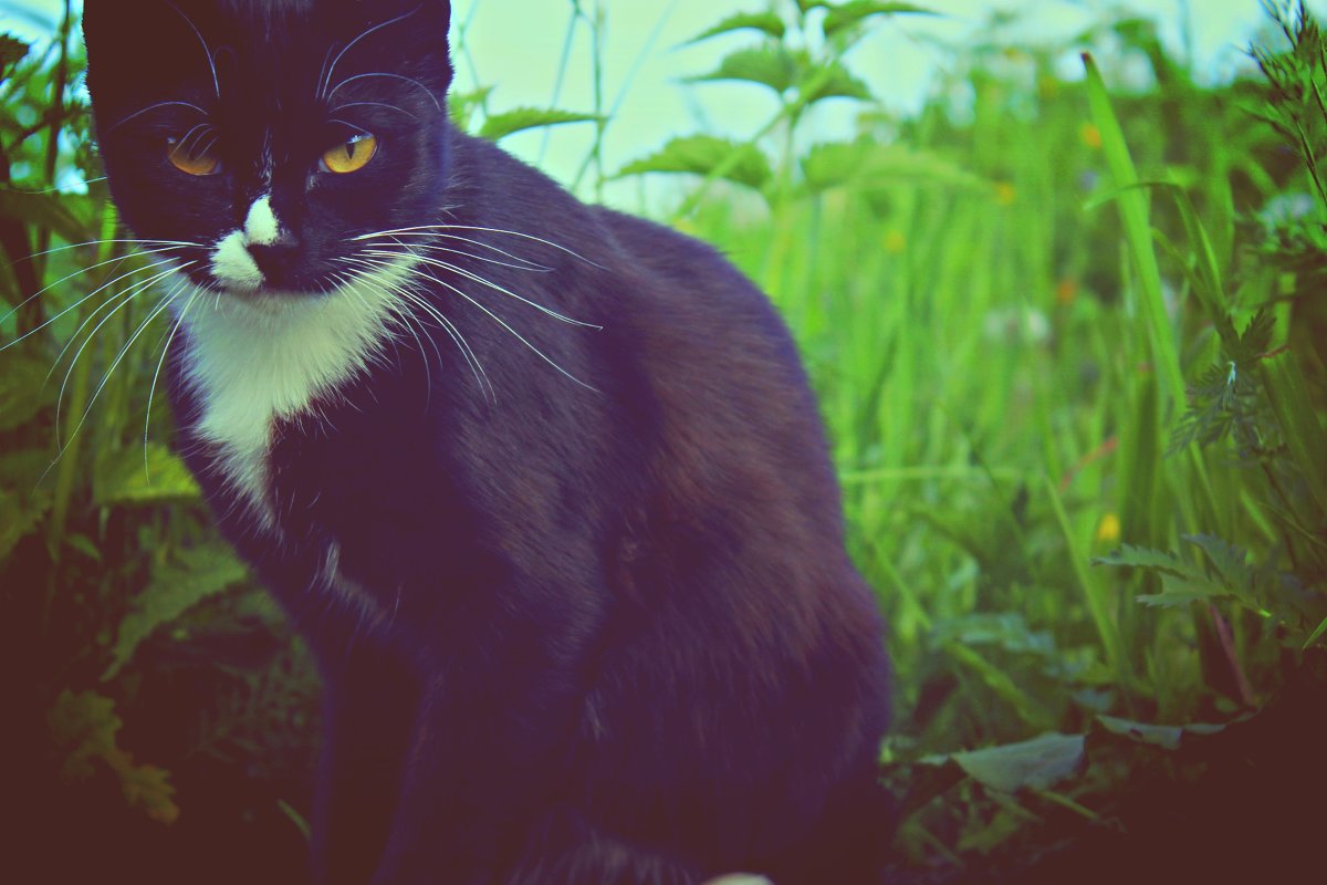 чёрно-белый кот - Александра Микова
