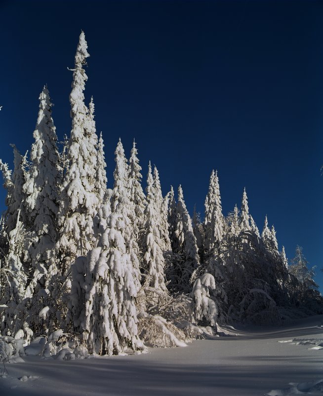 Снежный лес - OMELCHAK DMITRY 