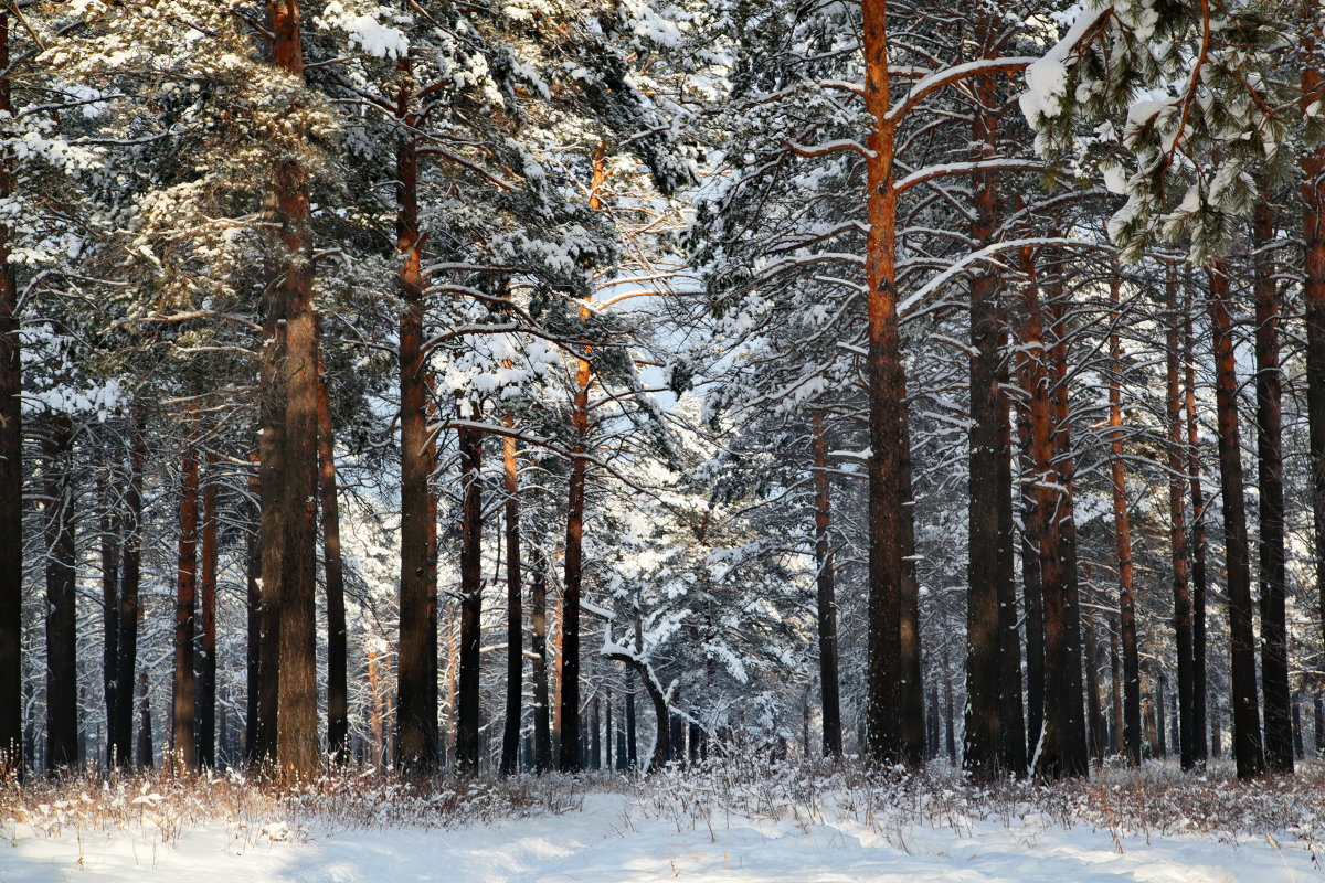 Зима в лесу. - Ирина Михалева