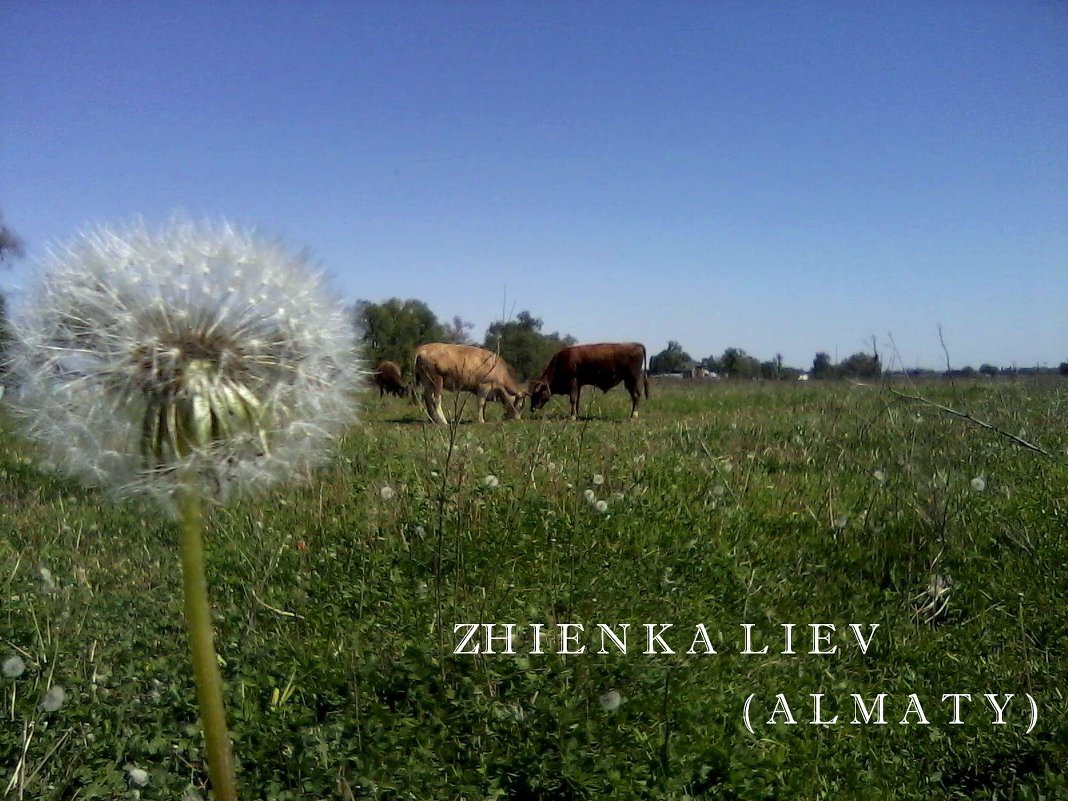 Влюбленные корова - Manas ZHienkaliev