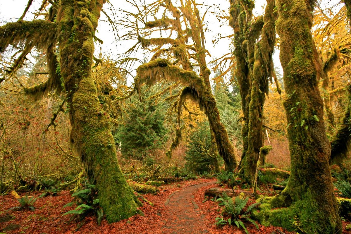 Rain Forest. USA - Евгений Фомин