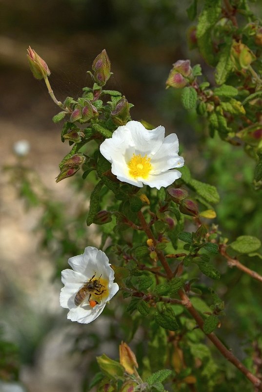 14.02.14  Про пчелку. Cistus salviifolius – Ладанник шалфеелистный (ладанник белый) - Борис Ржевский