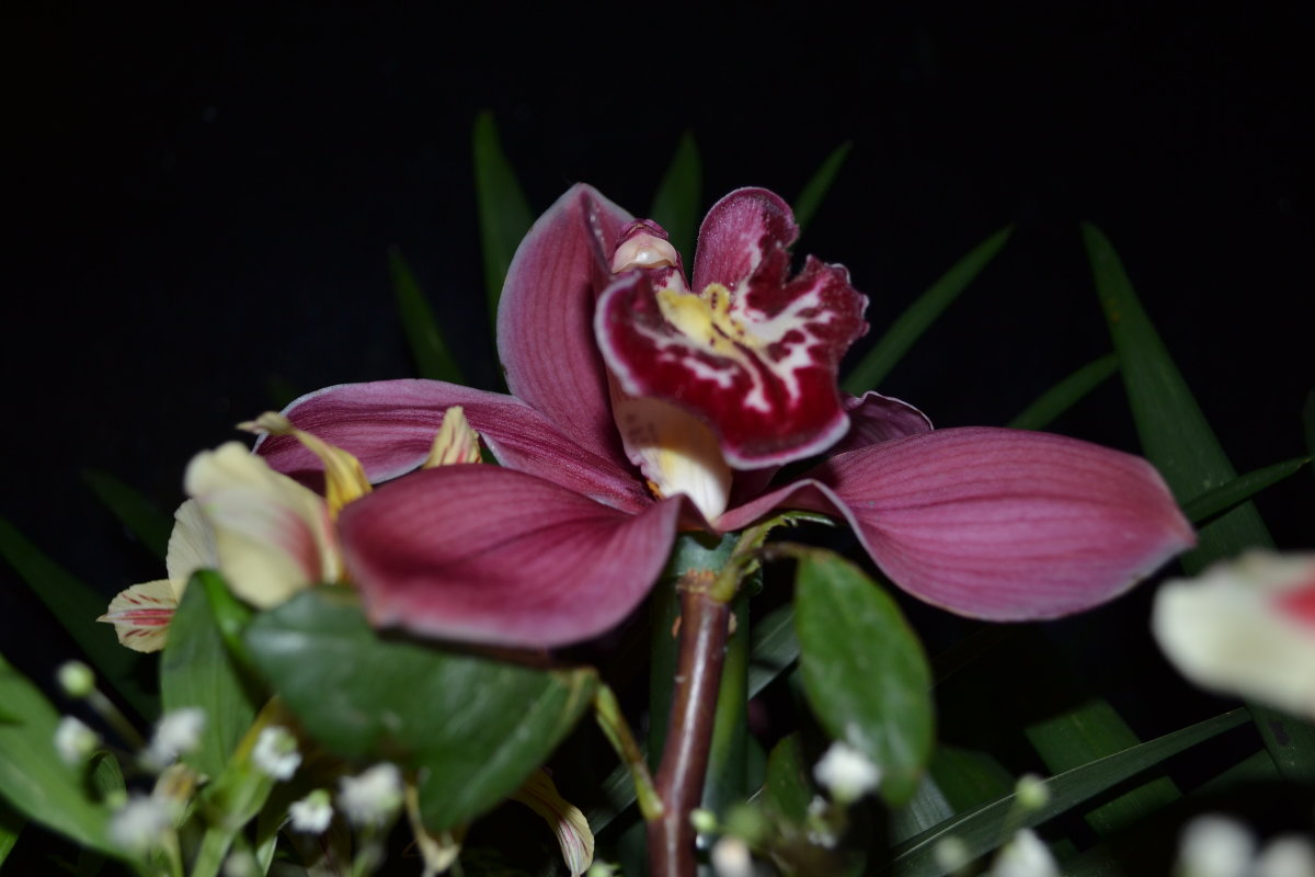 Орхидея - Анна 
