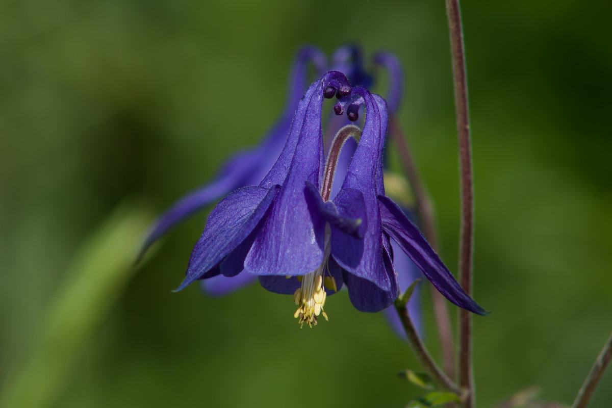 Aquilegia vulgaris/водосбор - Григорий Кинёв