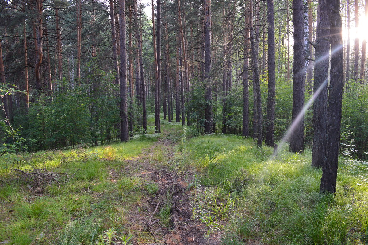 сибирский лес - Angela Sekerina