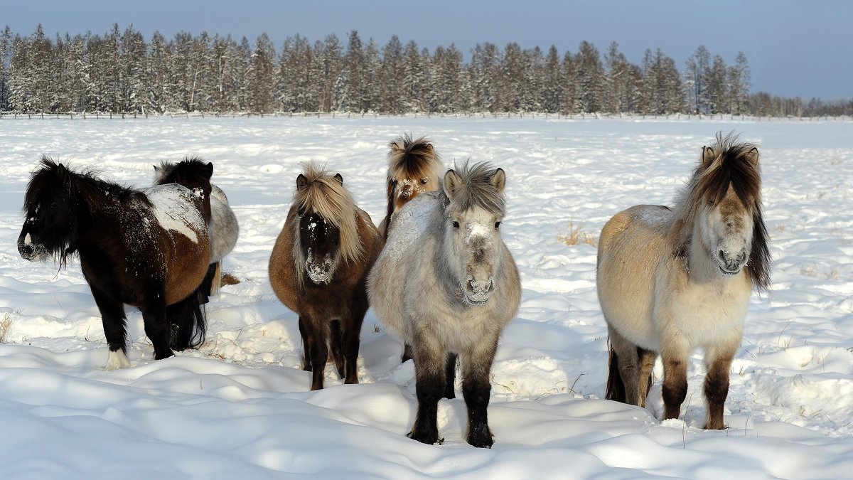 Лошадки якутской породы - Maxim Unarov