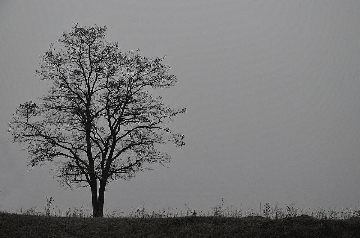 Одинокое дерево - NiGhtWiShka 