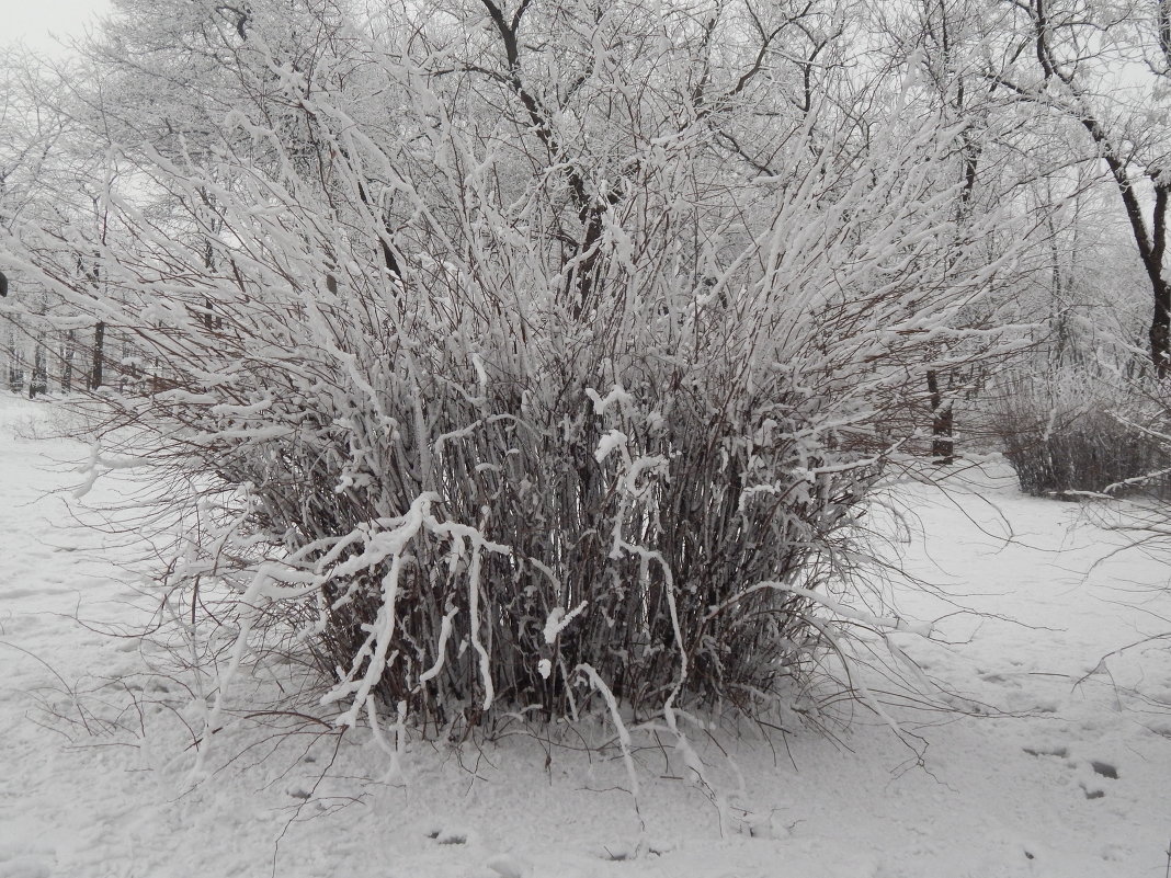 снежный кустик - Дарья Неживая
