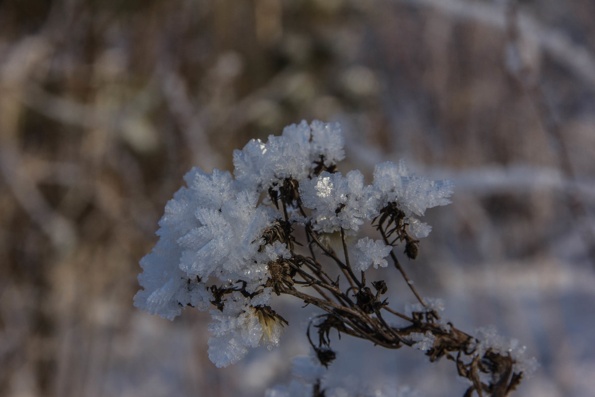 Зимние цветы - Николай Колонтай