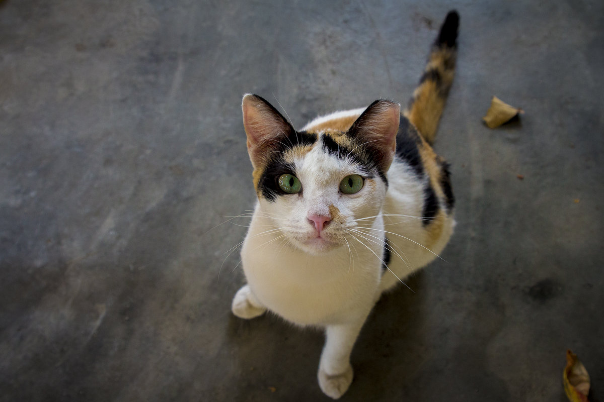 Малайзийский кот - Игнат Веселов