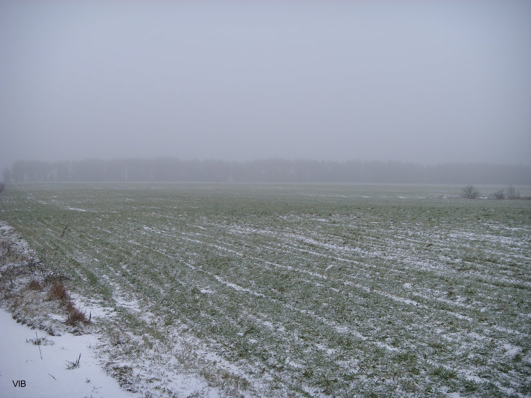 Снег на свежей траве - Владимир 