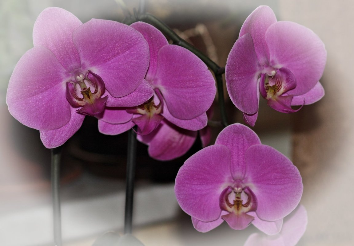орхидея - Nonna 
