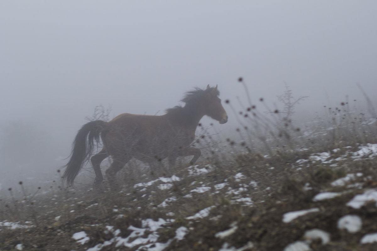 лошадь в тумане - Роман 