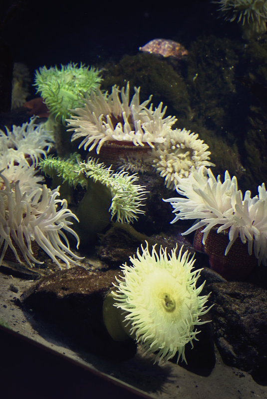 подводные цветы - Denis 