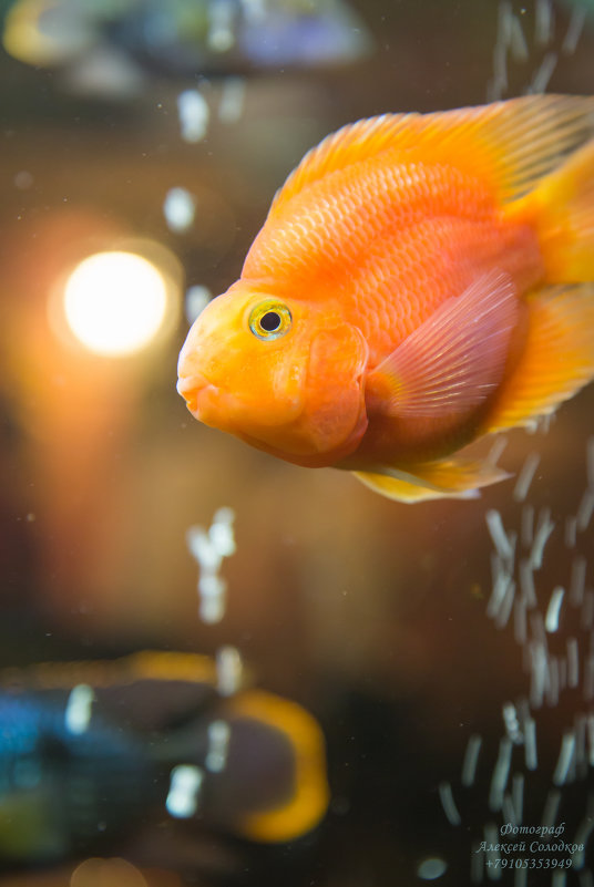 Goldfish - Алексей Солодков