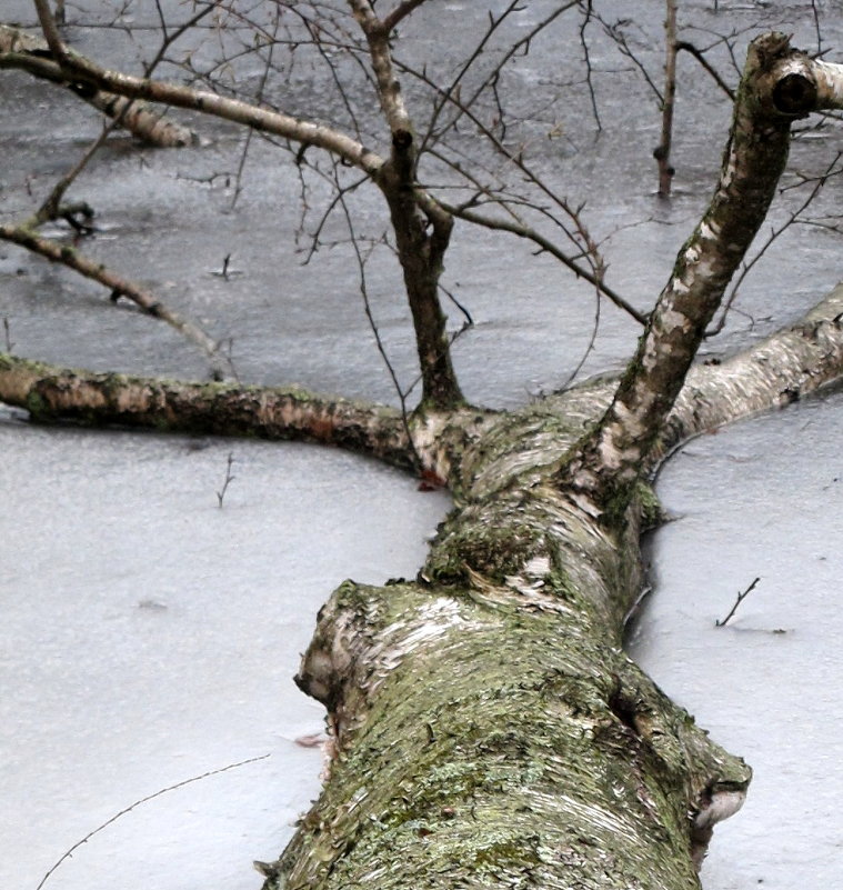 Упавшее дерево - anna borisova 