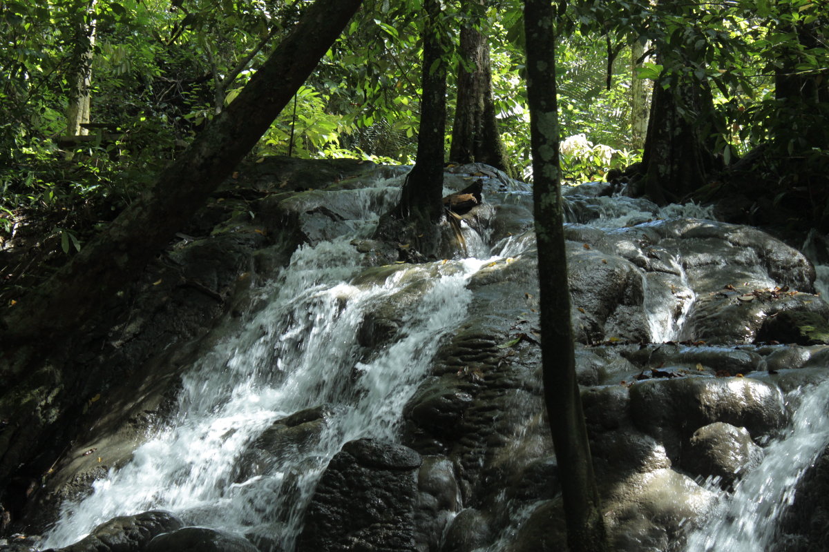 Thailand - Nature Trail of Sa Nang Manora Forest Park (Phang Nga) - Виталий Худорожков