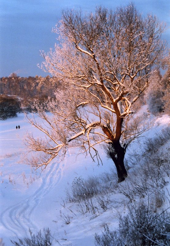 Первый снег в Звенигороде - anna borisova 