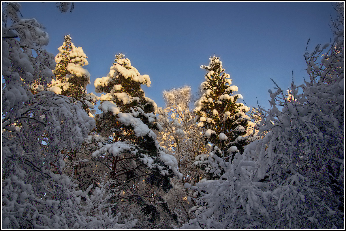 Зимний лес - Алексей Бажан