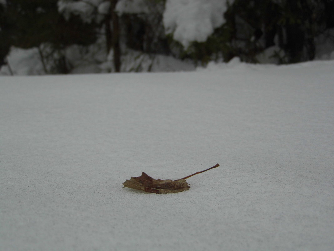 опавший лист среди снега - Екатерина Зуева