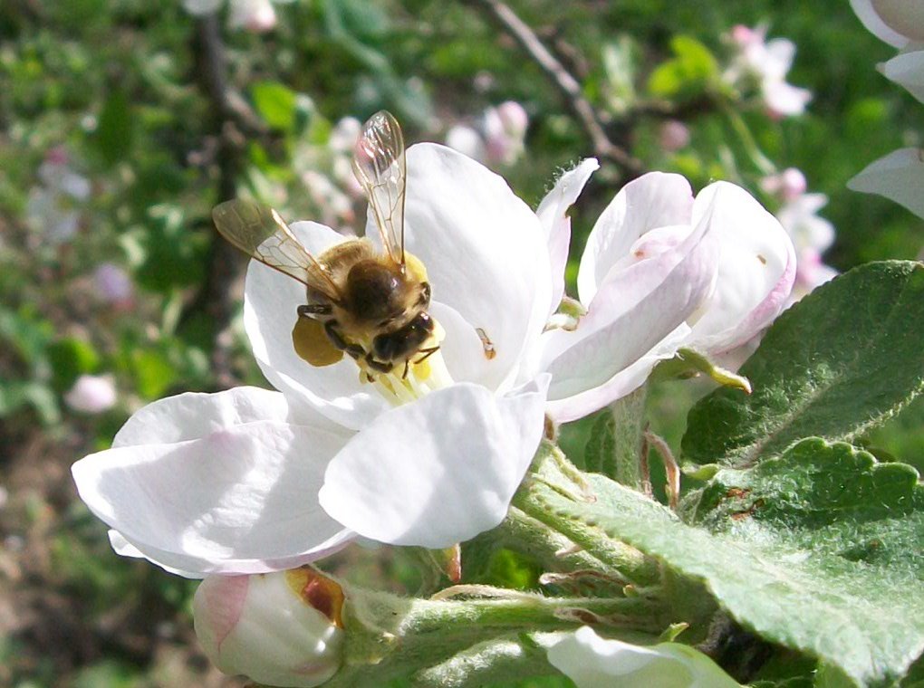 пчела в яблоневом цвету - Галина Pavel