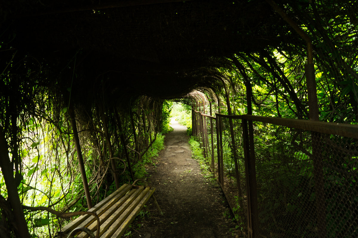Туннель в ботаническом саду... - Леонид Сидоренко