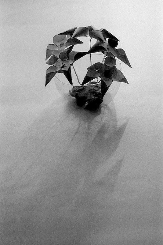 Бумажные цветы - Сергей Тарабара