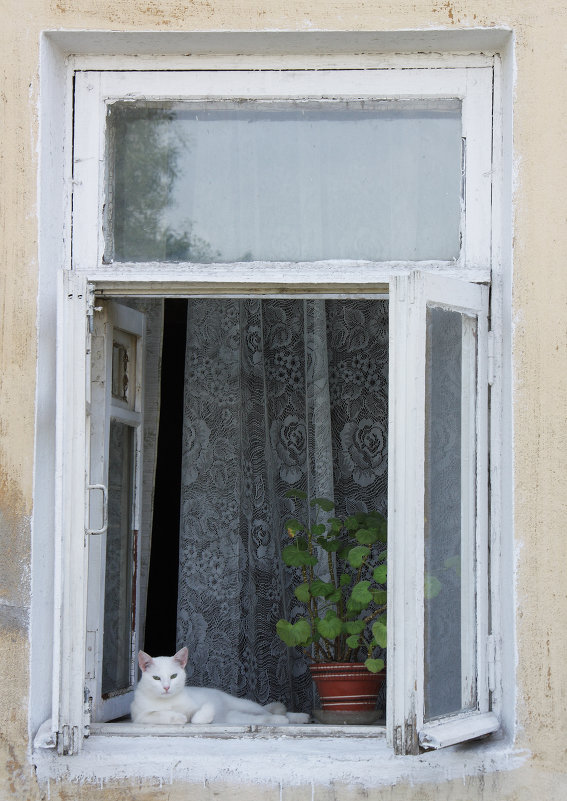 Белая кошка на окошке - Светлана Смирнова