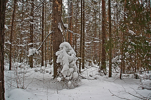 Снежные человеческие скульптуры в лесу. - Валерий. Талбутдинов.
